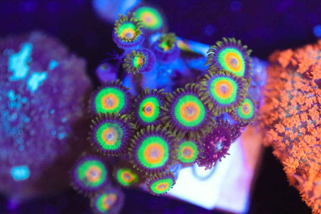 Frag Box Corals