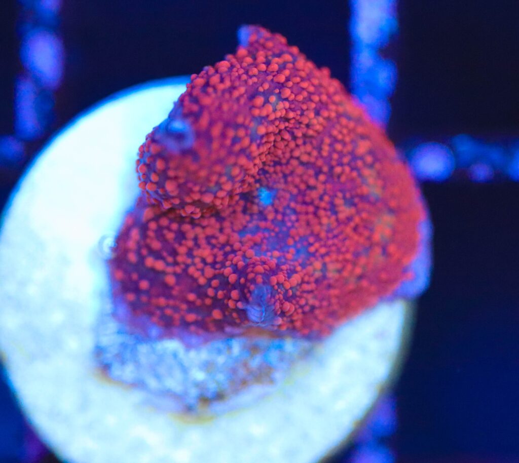 Frag Box Corals