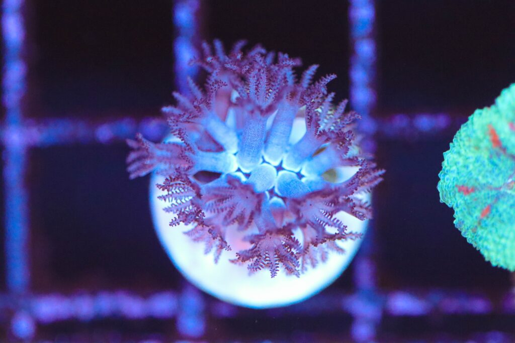 Frag Box Corals
