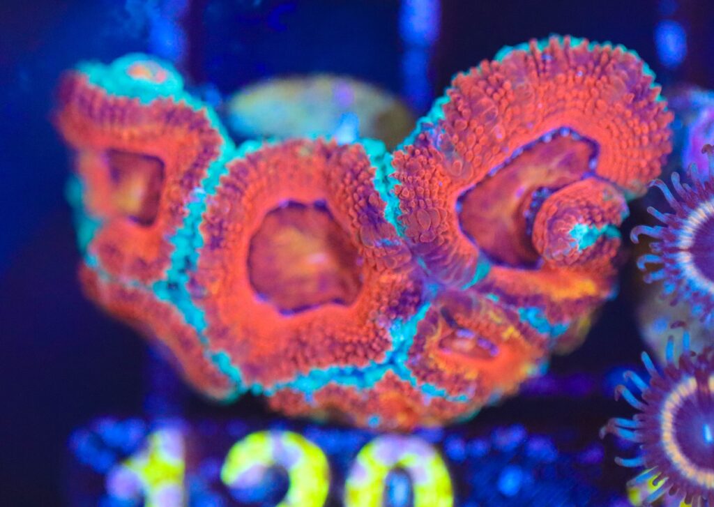 Frag Box Corals