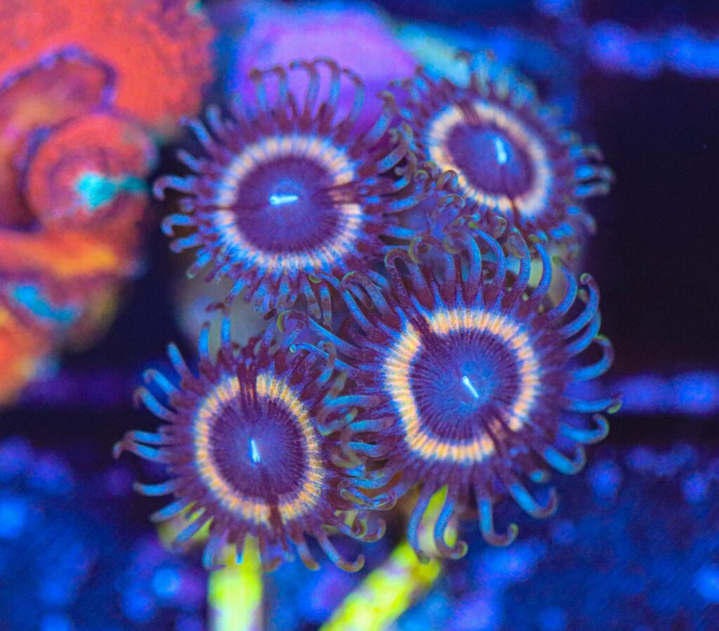 Frag Box Corals