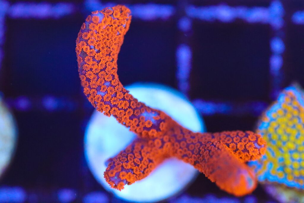 Frag Box Corals