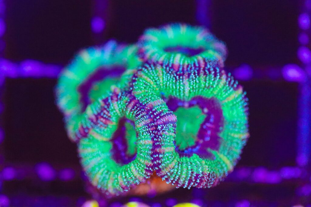 Frag Box Corals