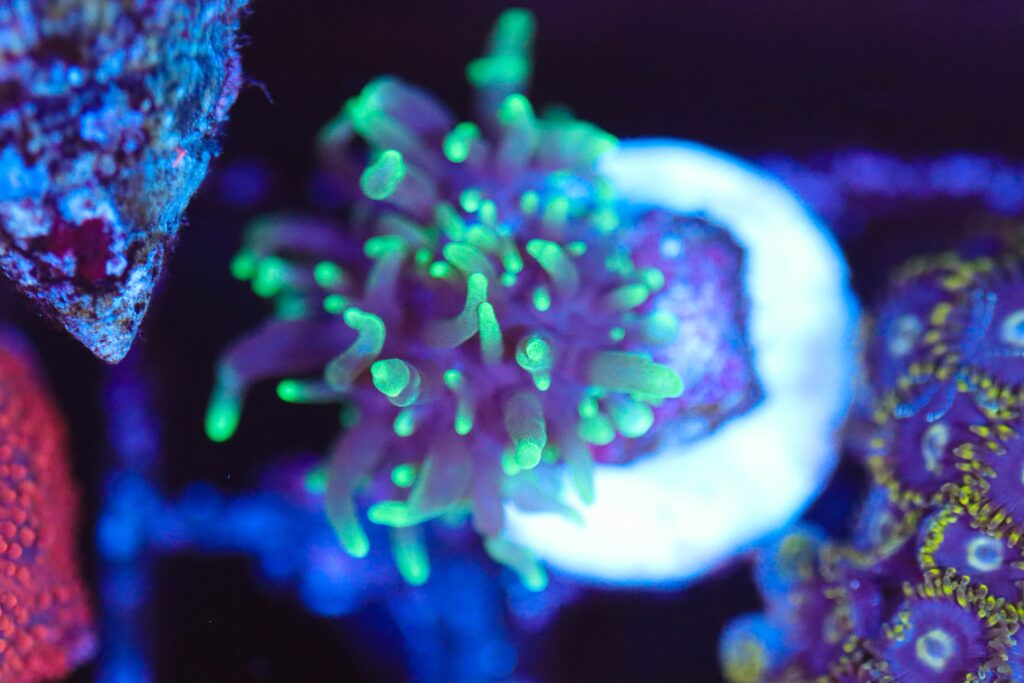 Frag Box Corals