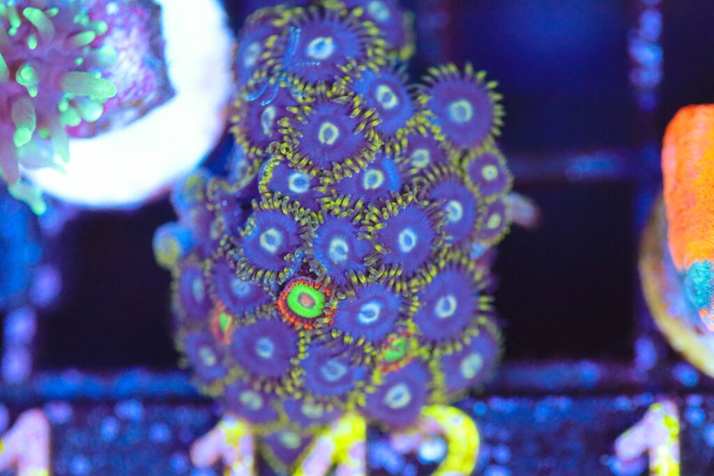Frag Box Corals