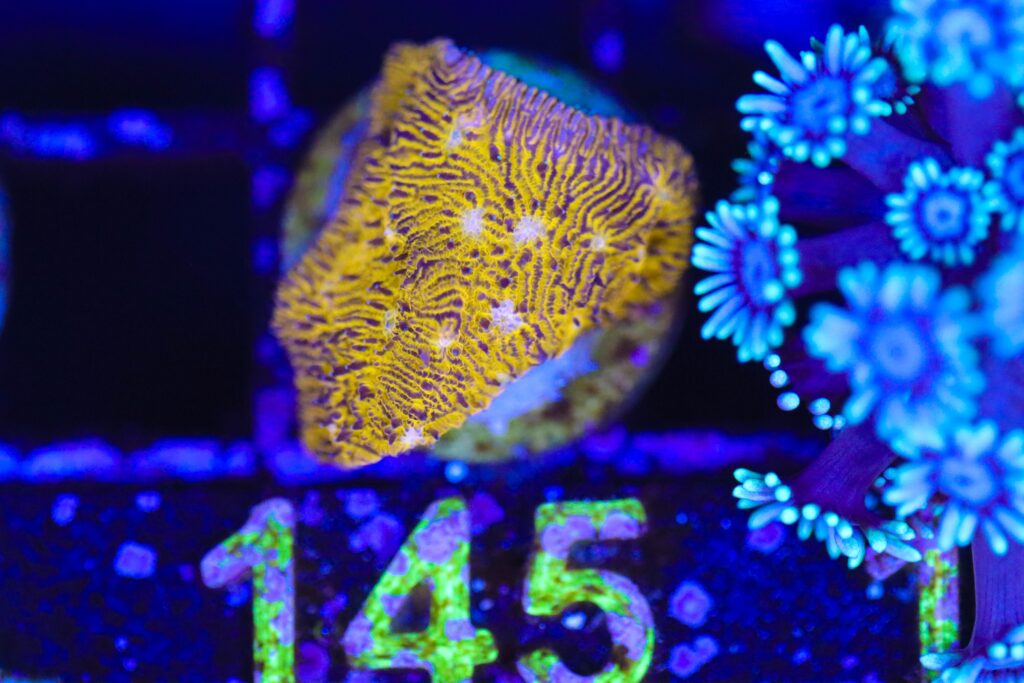 Frag Box Corals