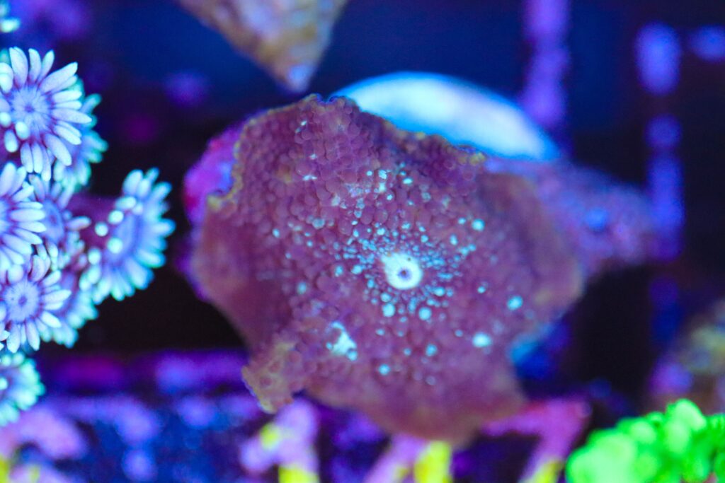 Frag Box Corals