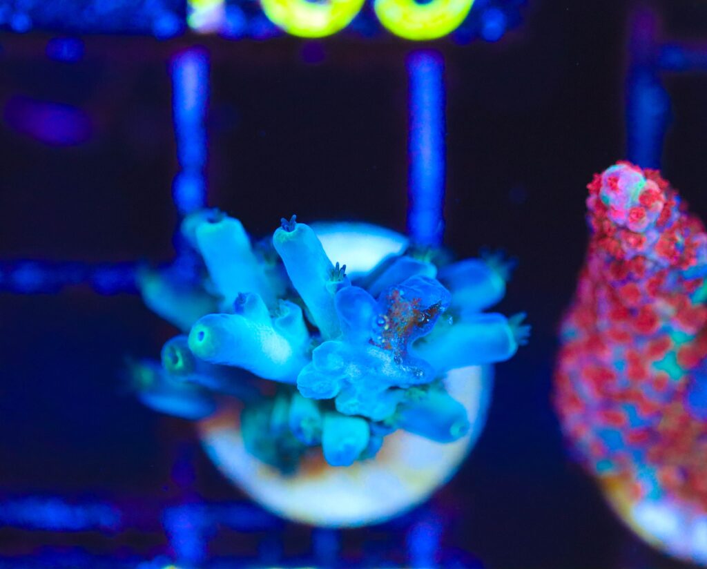 Frag Box Corals