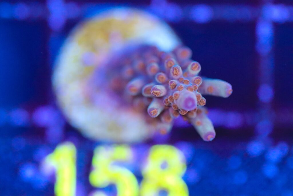 Frag Box Corals