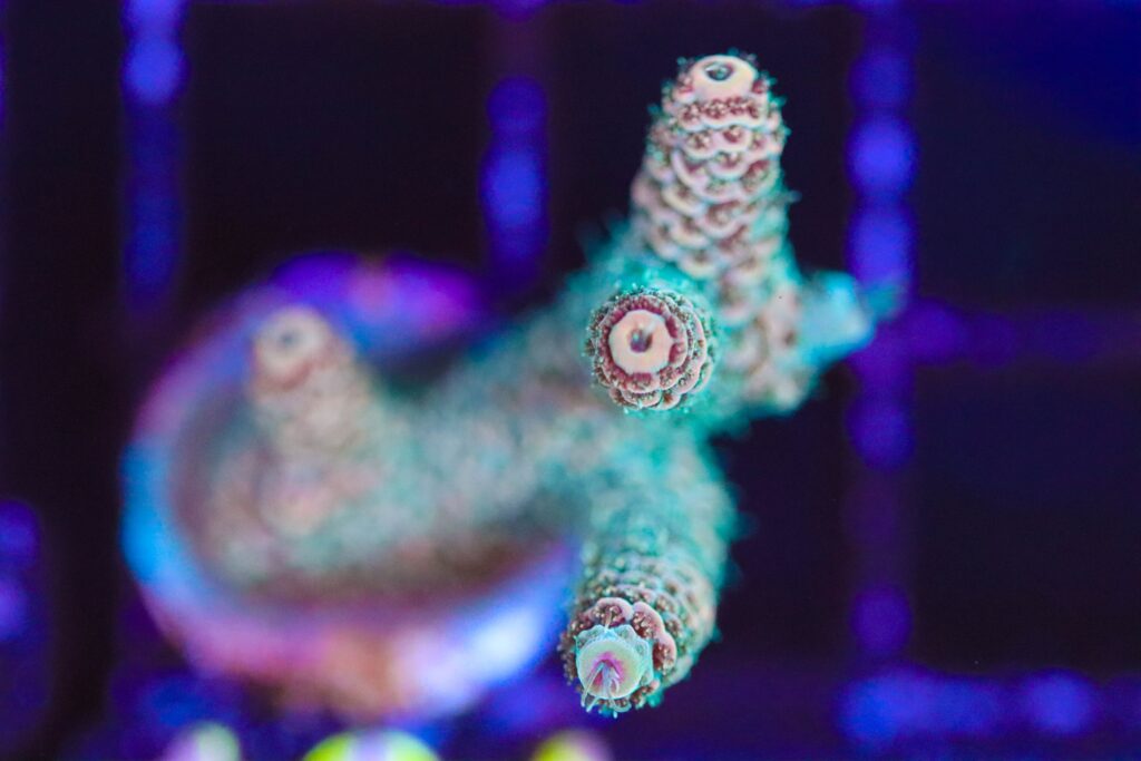 Frag Box Corals