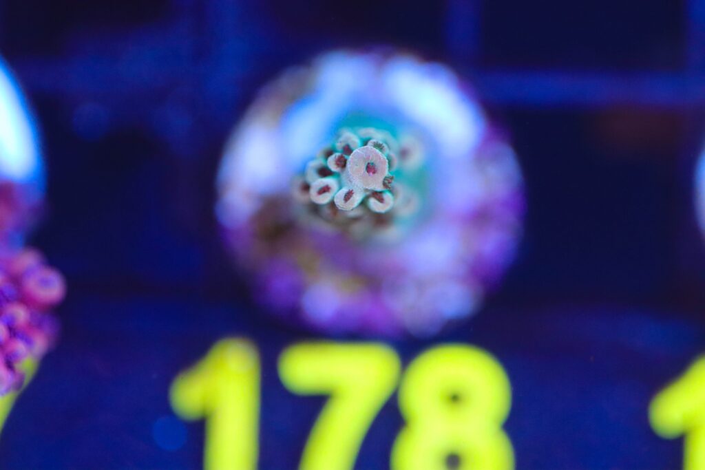 Frag Box Corals