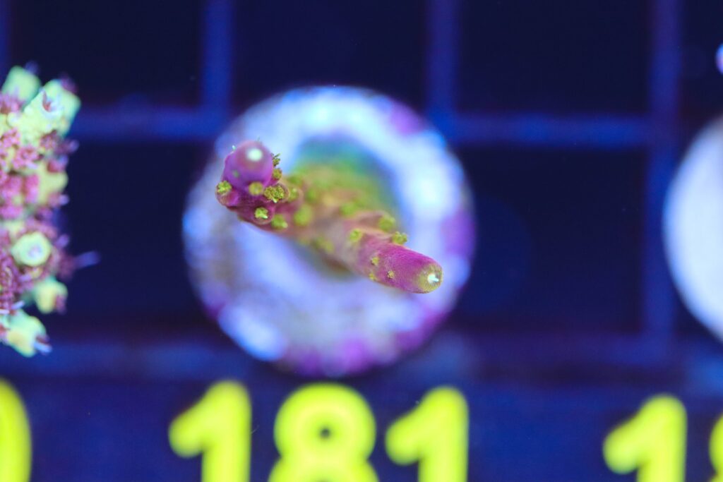 Frag Box Corals
