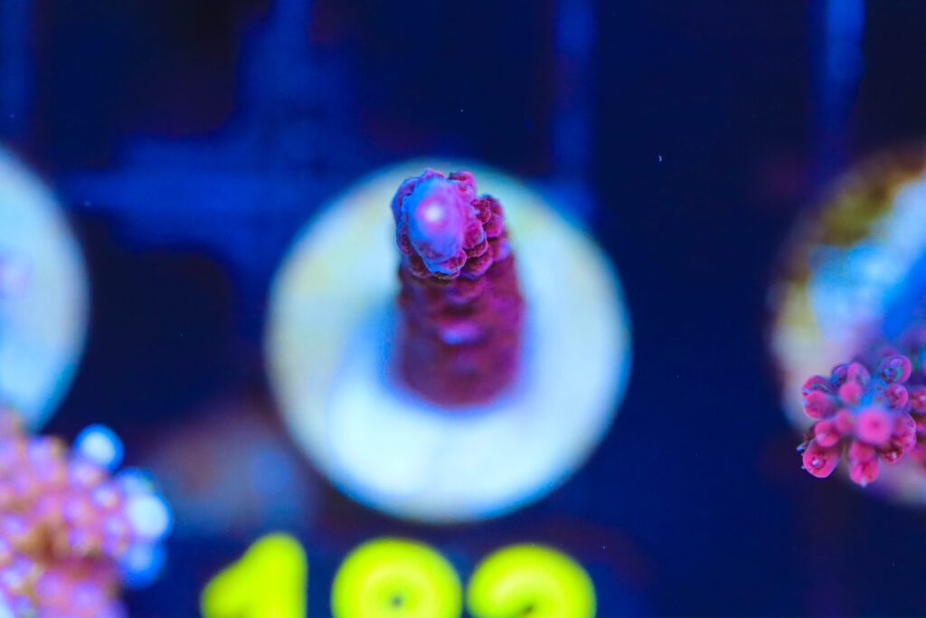 Frag Box Corals