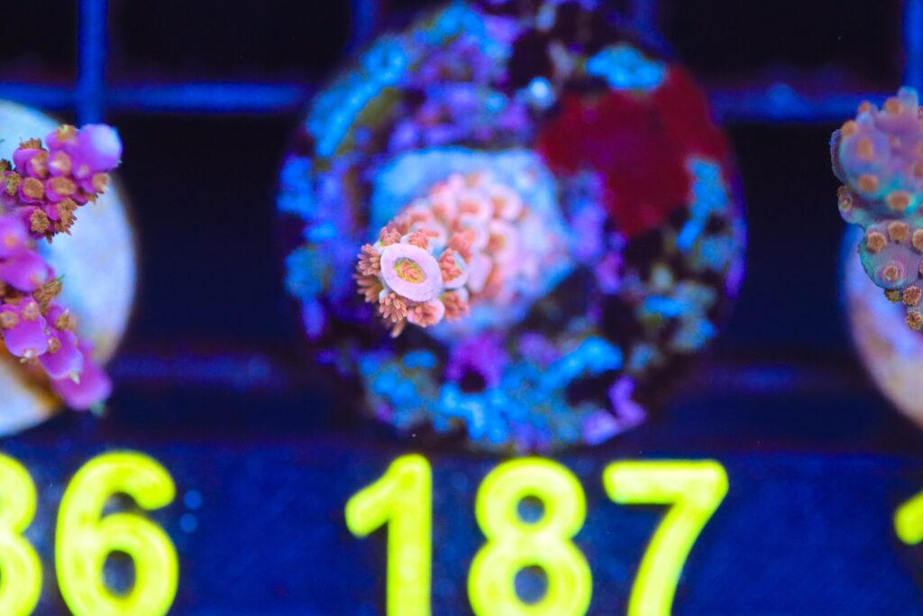 Frag Box Corals