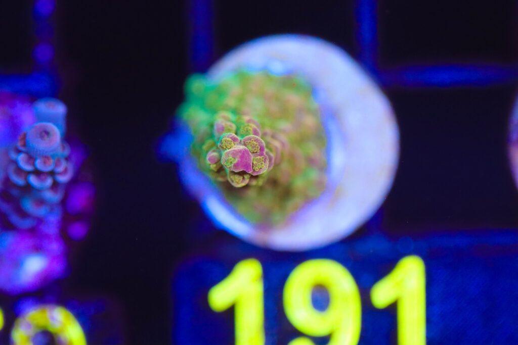 Frag Box Corals