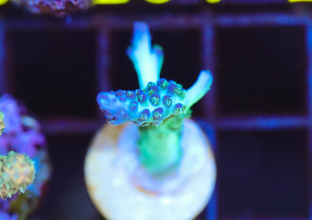 Frag Box Corals