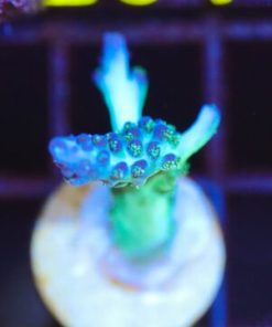 ORA Pearlberry Acropora