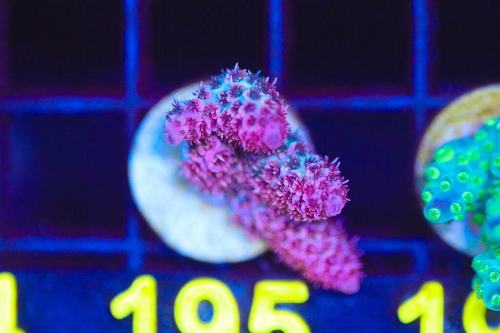 Frag Box Corals