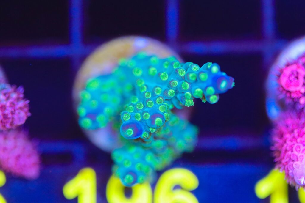 Frag Box Corals