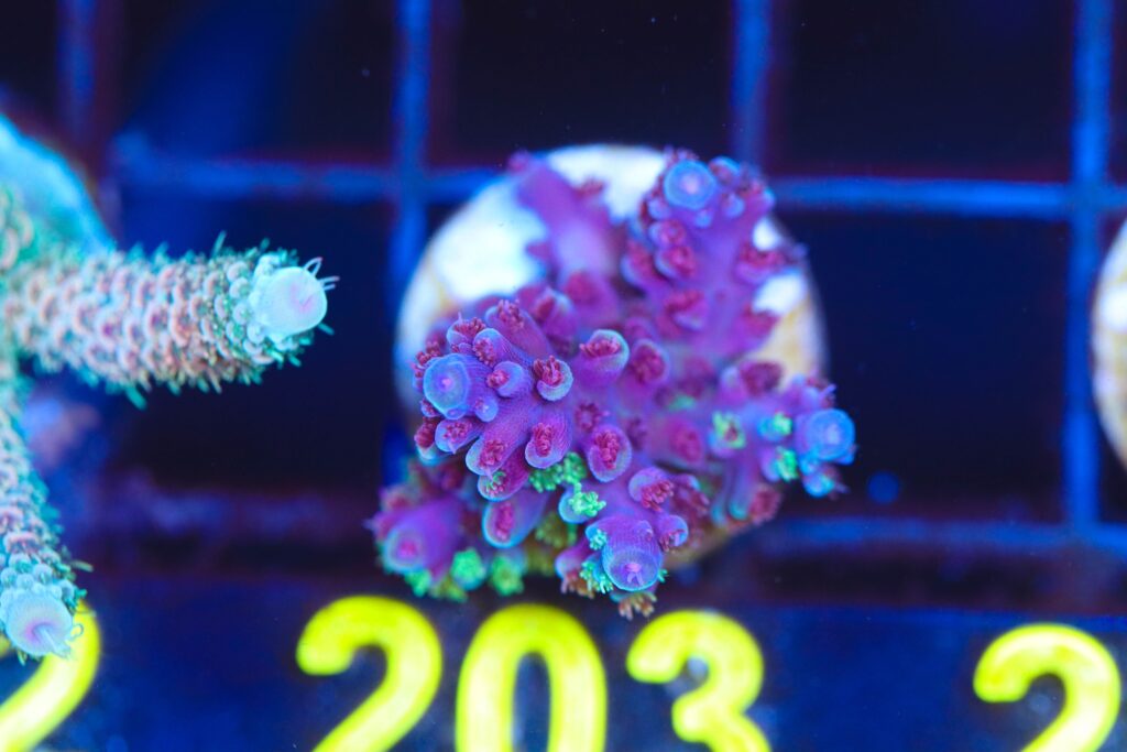 Frag Box Corals