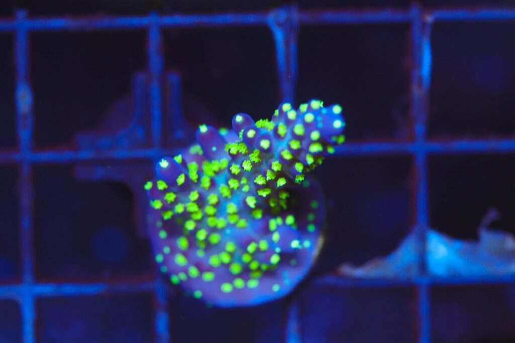 Frag Box Corals