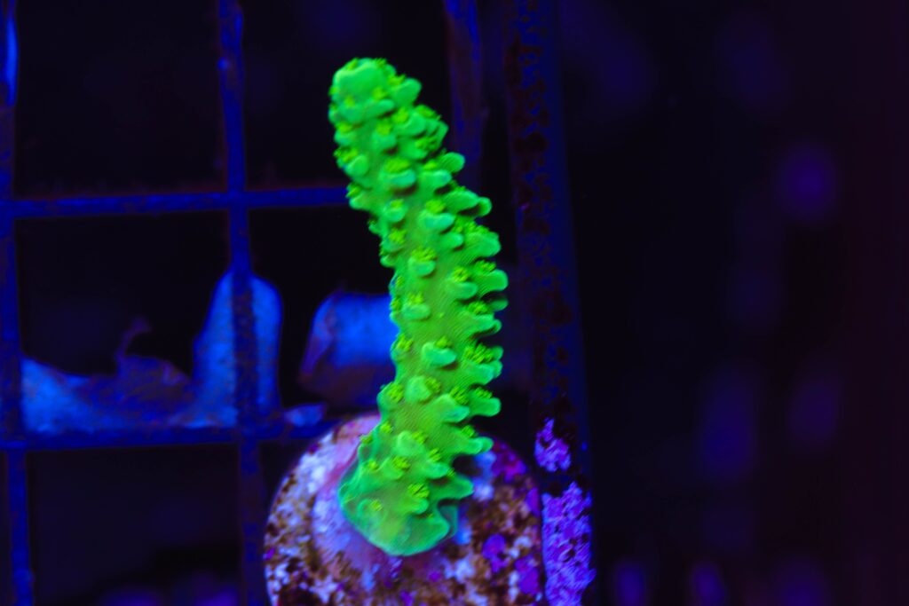 Frag Box Corals