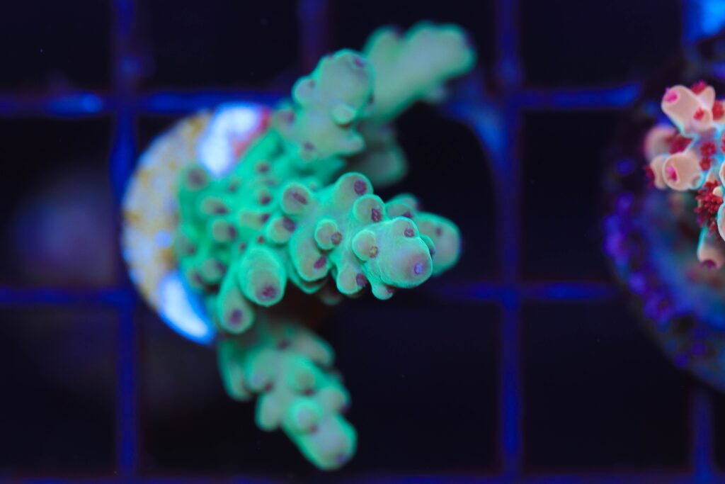 Frag Box Corals