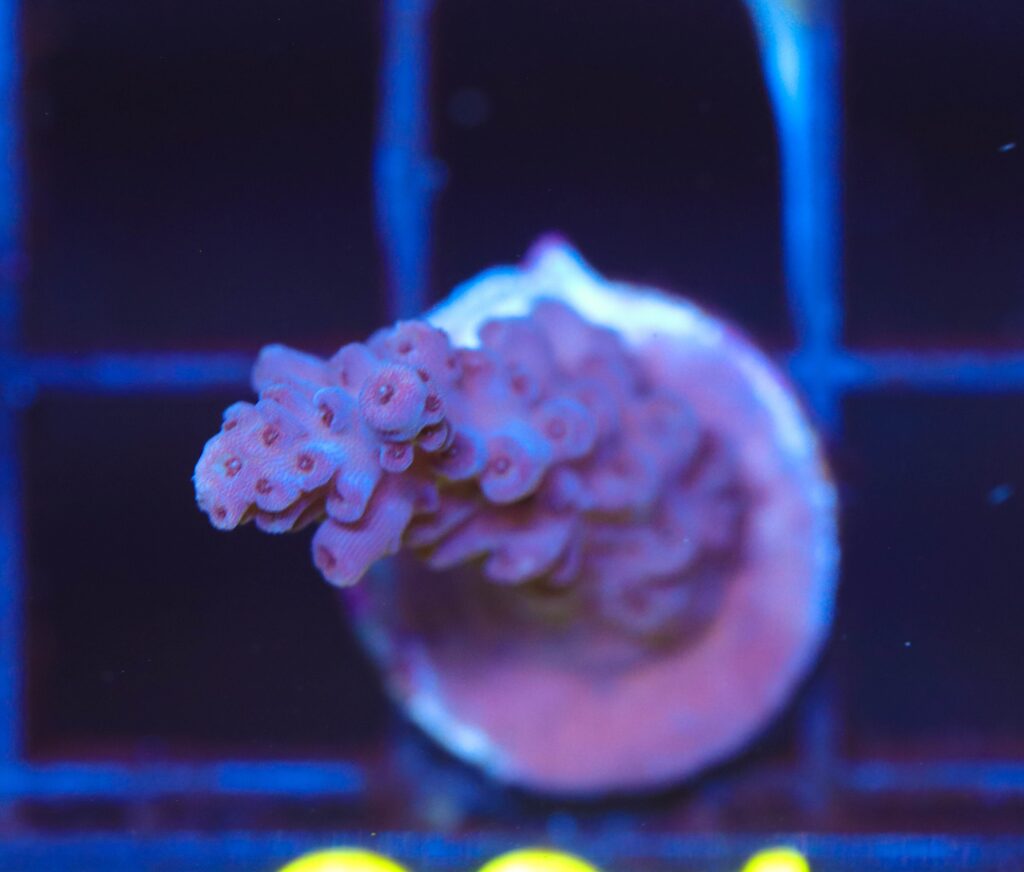 Frag Box Corals