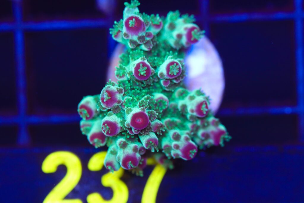 Frag Box Corals