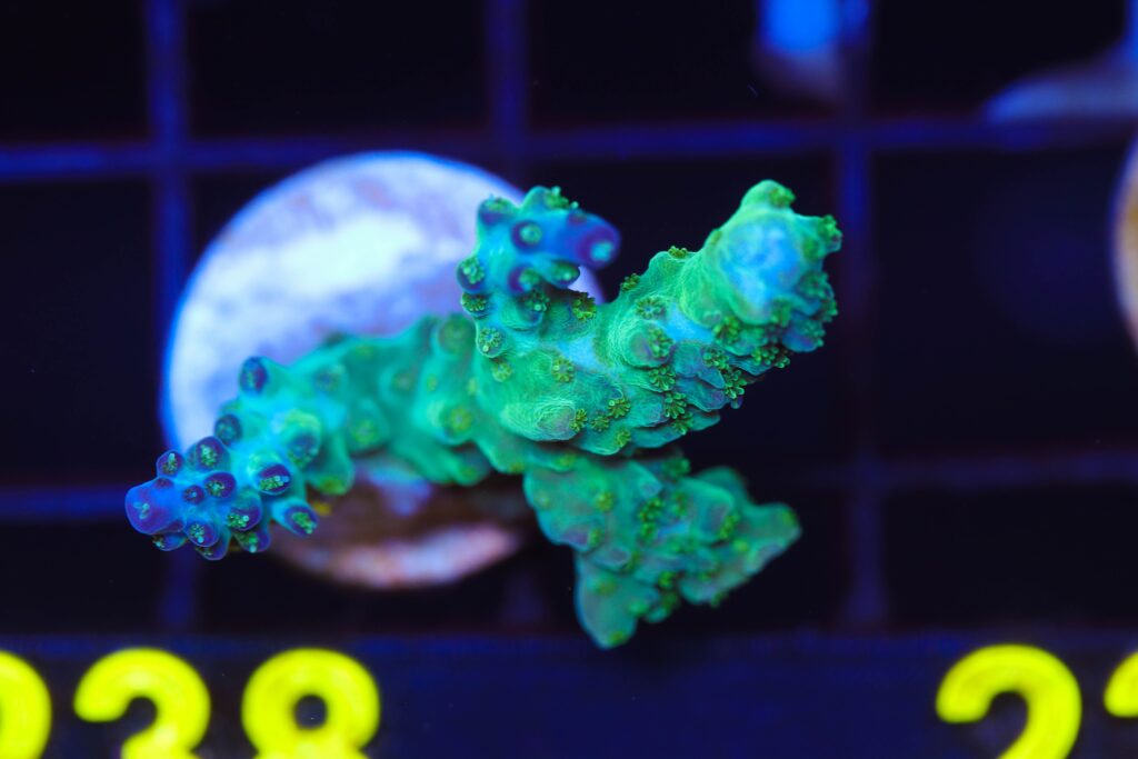 Frag Box Corals