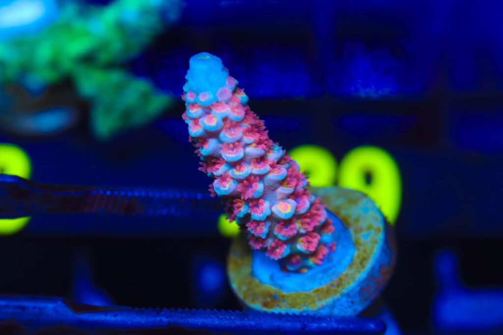 Frag Box Corals