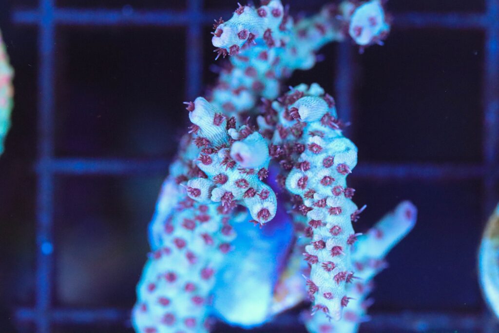 Frag Box Corals