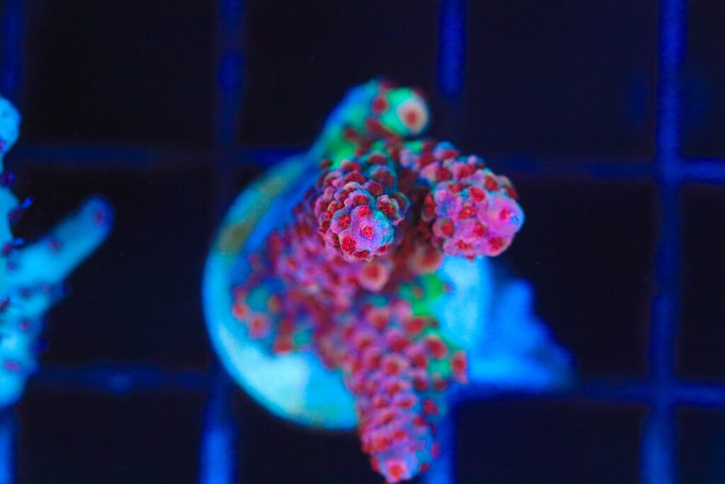 Frag Box Corals