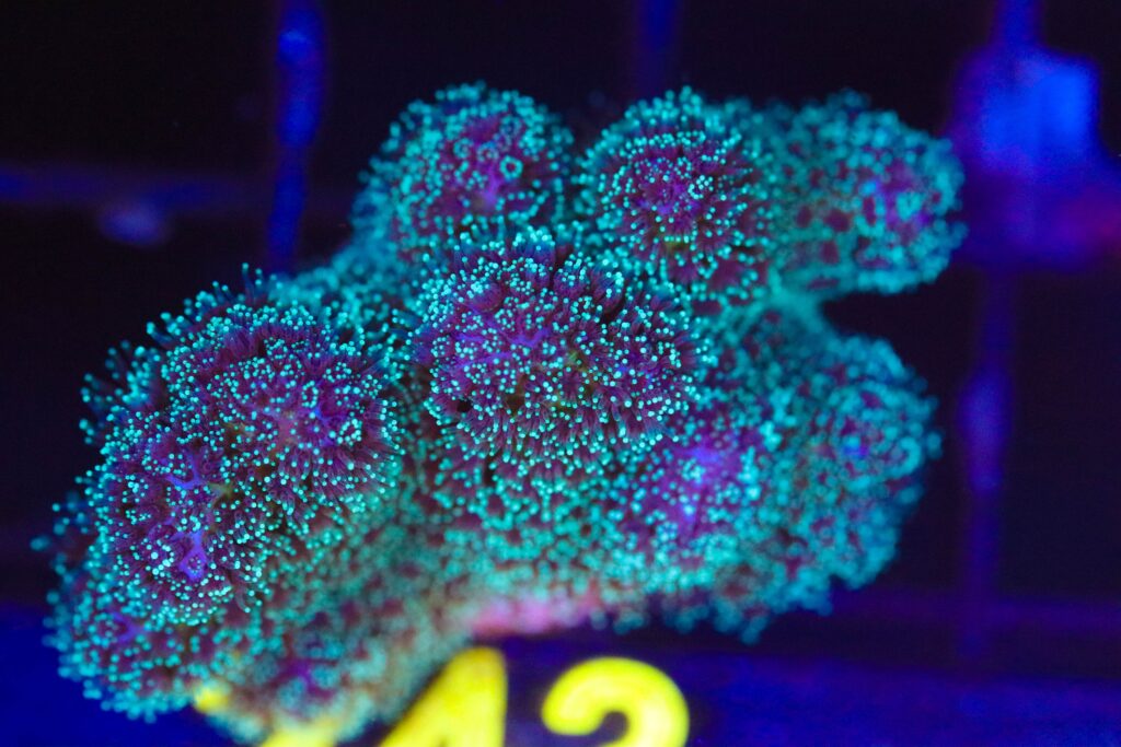 Frag Box Corals