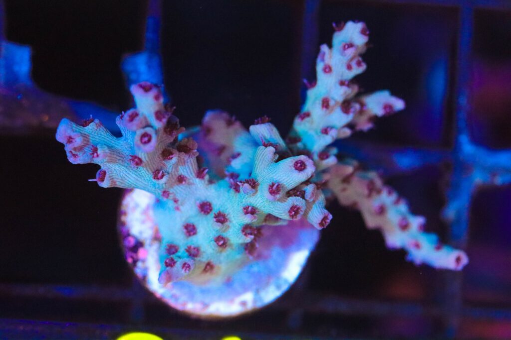 Frag Box Corals