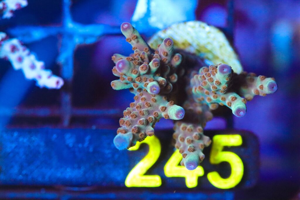 Frag Box Corals
