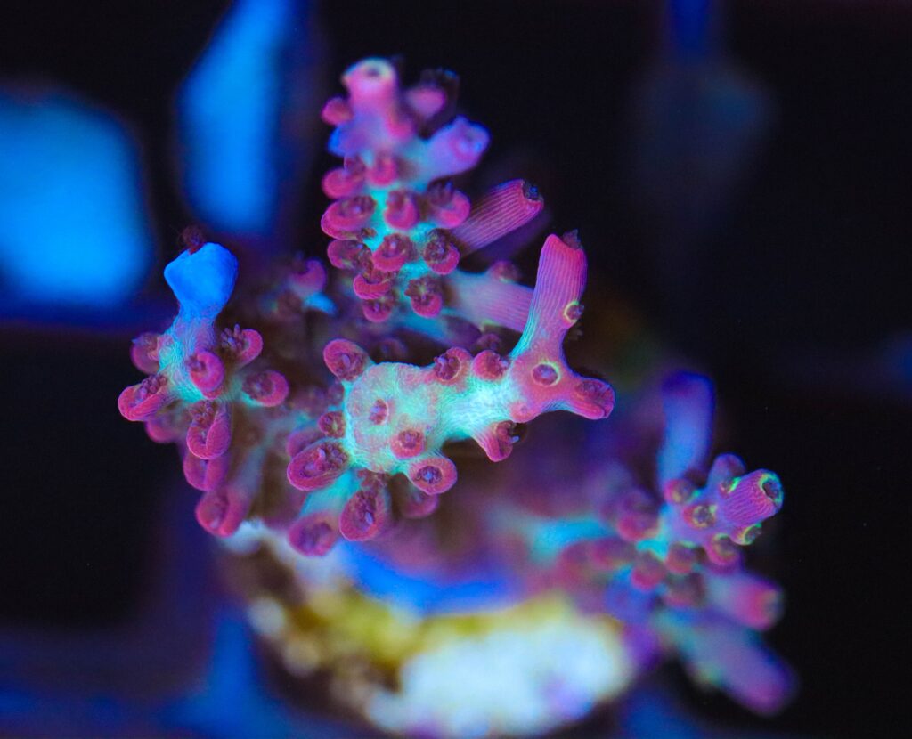 Frag Box Corals