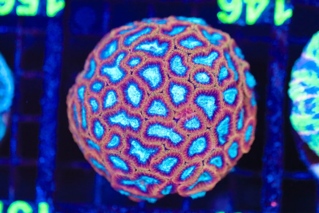 Frag Box Corals