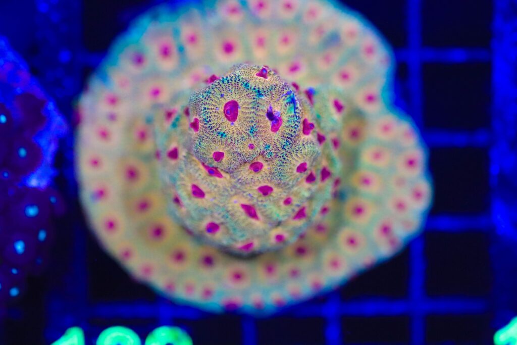 Frag Box Corals