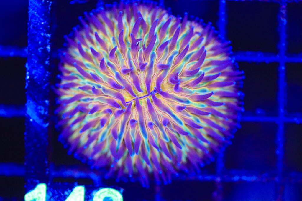 Frag Box Corals