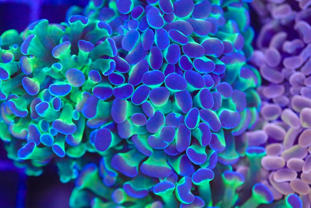 Frag Box Corals