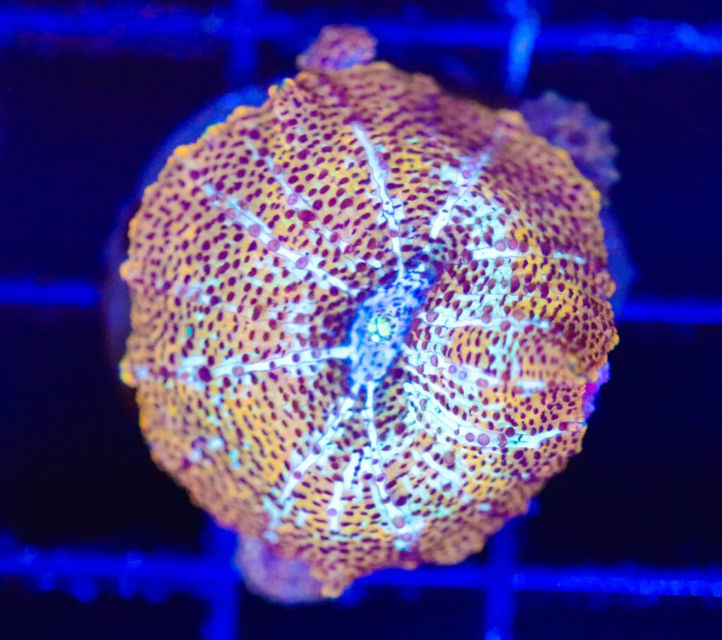 Frag Box Corals