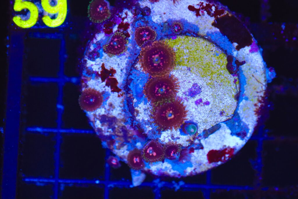 Frag Box Corals