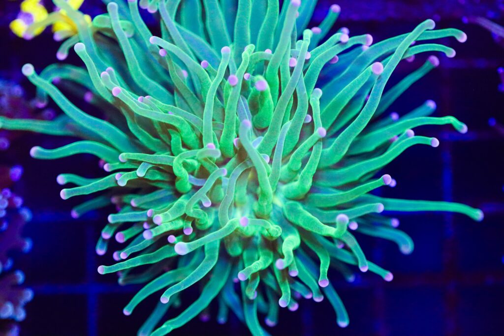 Frag Box Corals