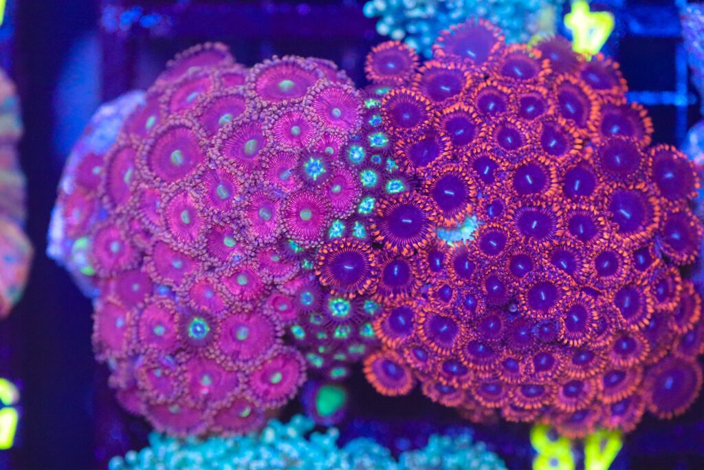 Frag Box Corals