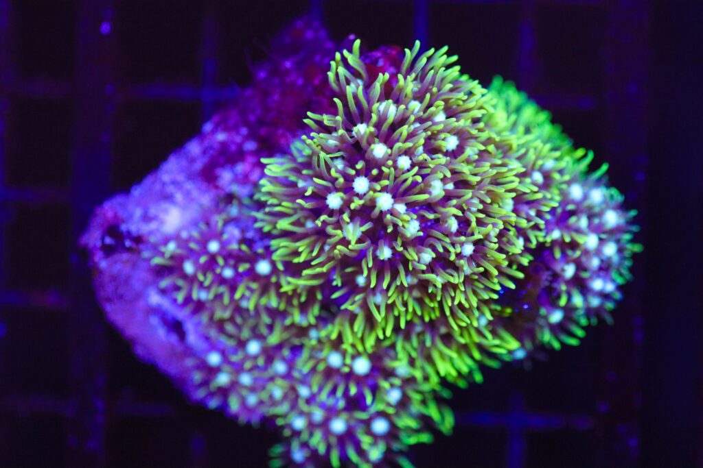 Frag Box Corals