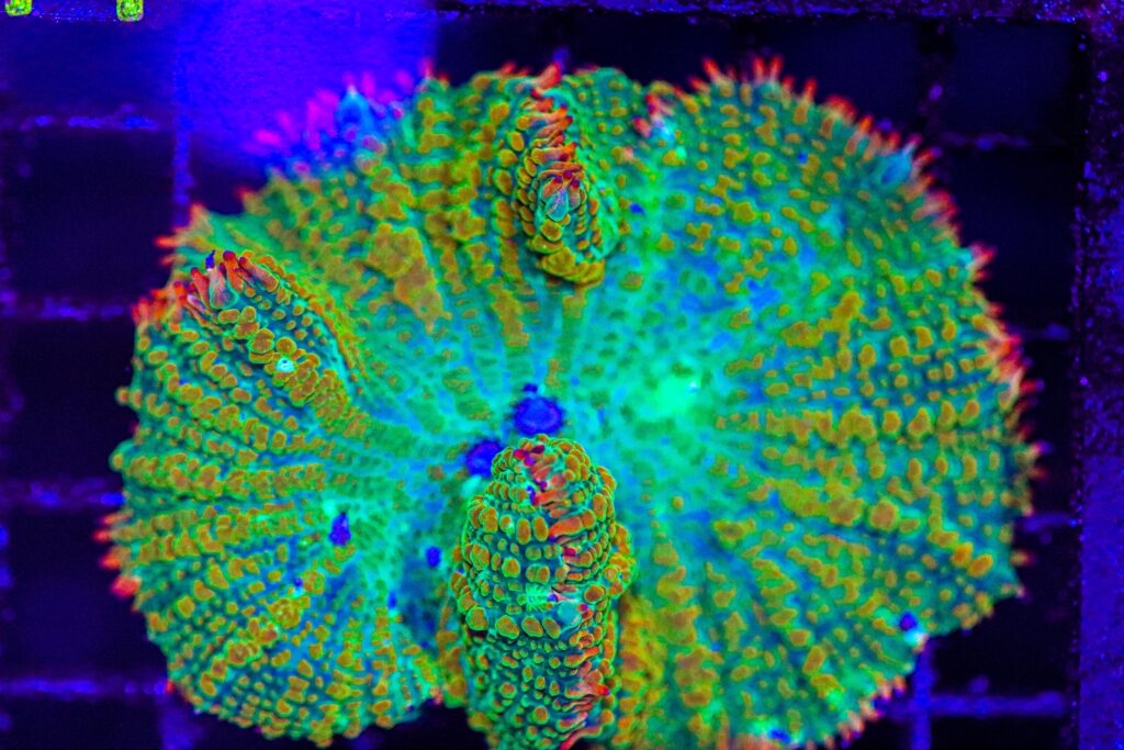 Frag Box Corals