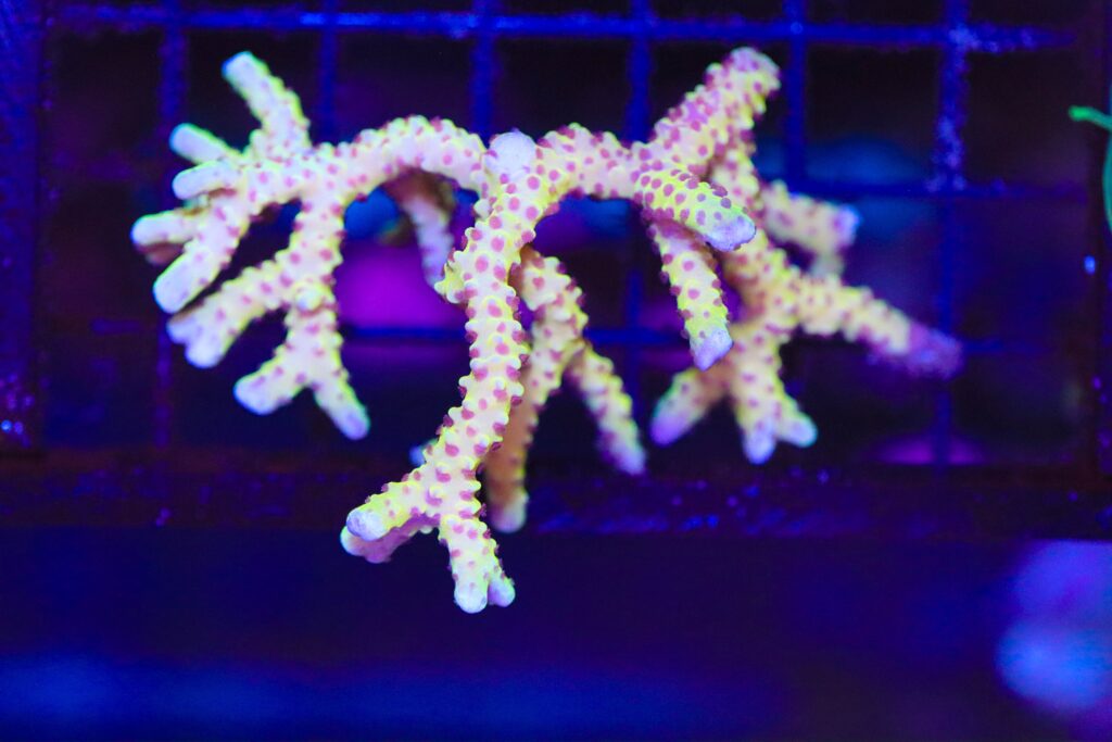 Frag Box Corals