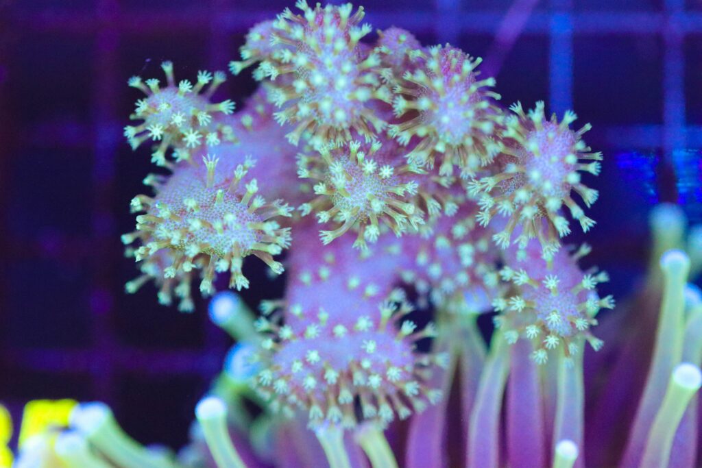 Frag Box Corals