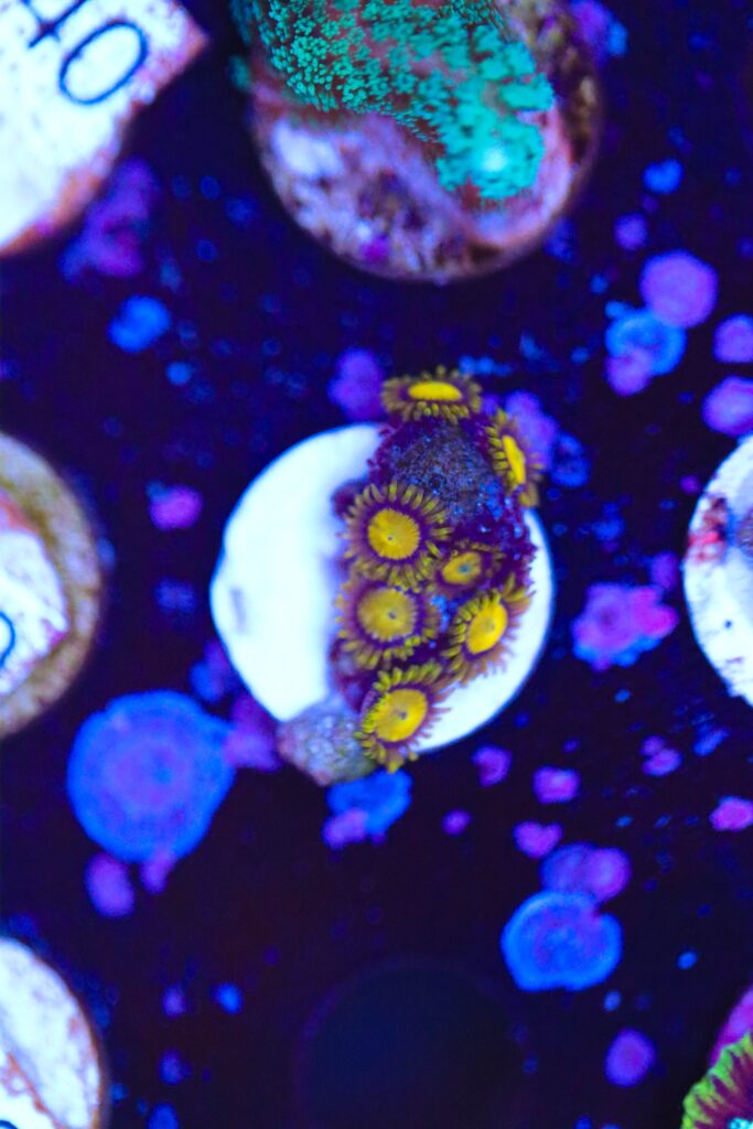 Frag Box Corals